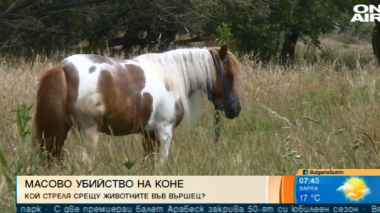 Глад, стрелба, смърт... Има ли решение за скитащите животни?