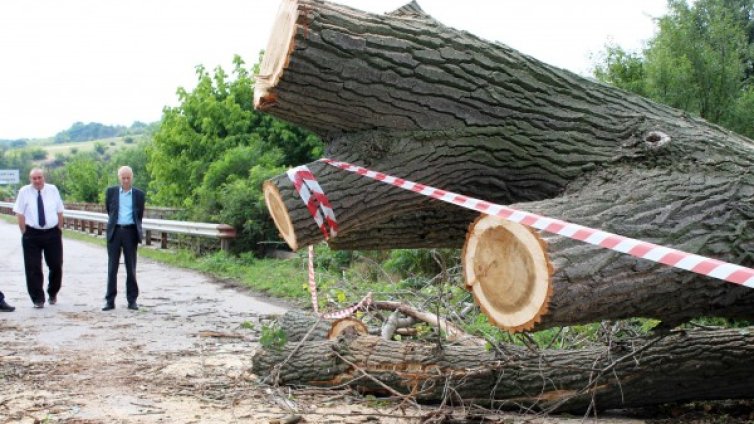 Буря вилня край Хасково - изпочупи клони, повали стълбове...