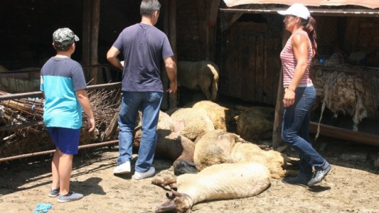 Въпреки протестите: Евтаназирани са над 3000 животни