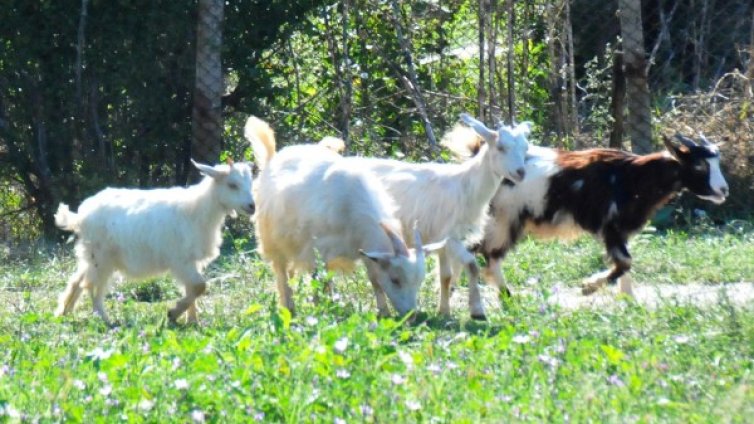 "За" и "Против" евтаназията на животни заради чумата 