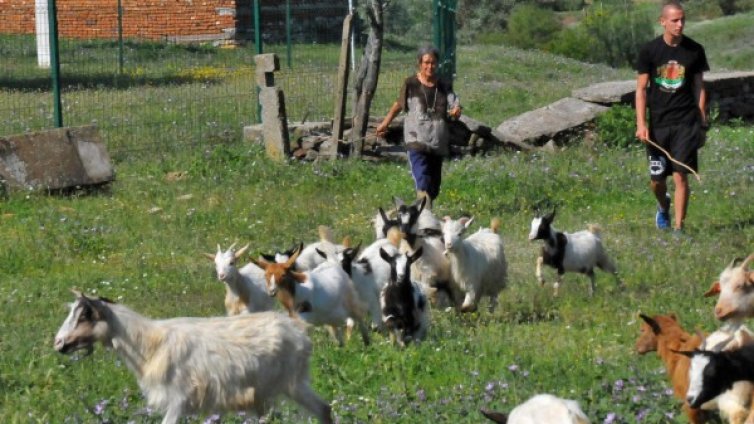 Прекалкулация: Увеличават компенсациите заради чумата!