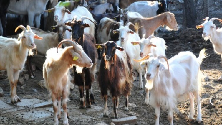 Експерти от ЕК: В България със сигурност има чума