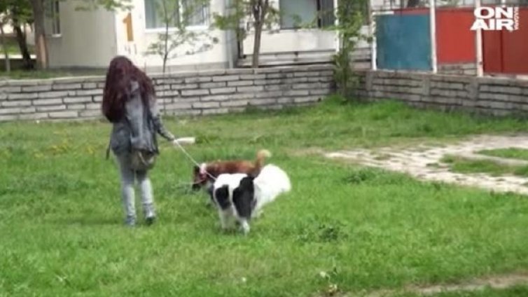 Масово отровени домашни и бездомни кучета в Сопот