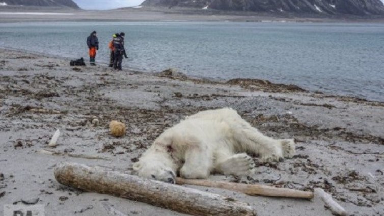 Полярна мечка убита &ndash; нападнала човек на Шпицберген