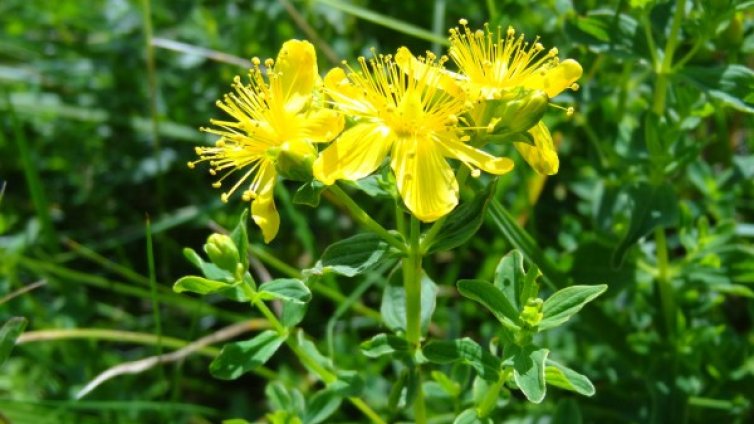 Астрология: Коя билка подхожда на зодията ви?