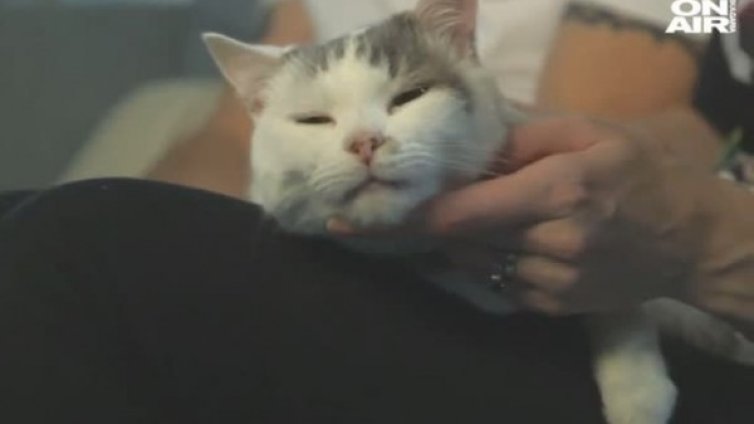 Мъркащи спасители: Когато котката ти спасява живота!