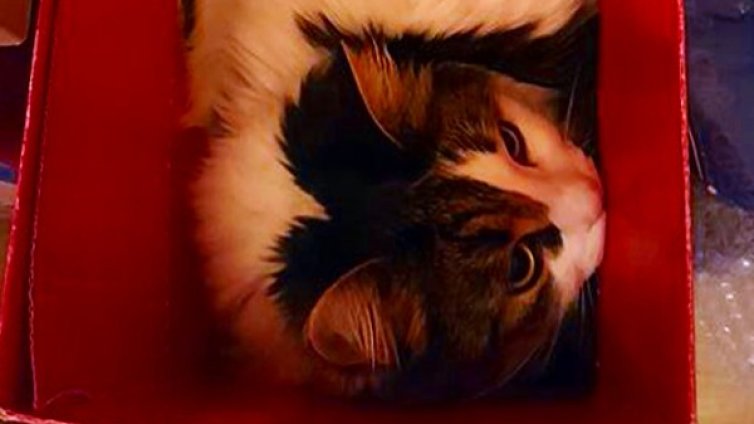 Котка в кашон! Защо обичат да сe пъхат там?