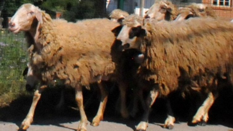 Борисов настоя и БАБХ отмени поръчката за препарат за чума