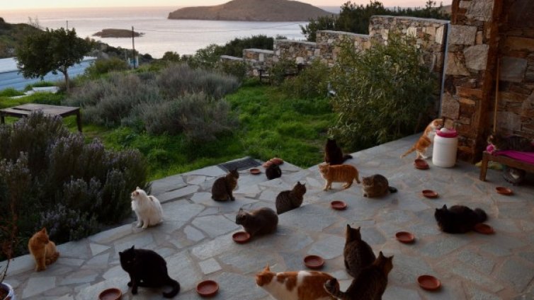 Обява за работа: Да се грижиш за 55 котки на гръцки остров?