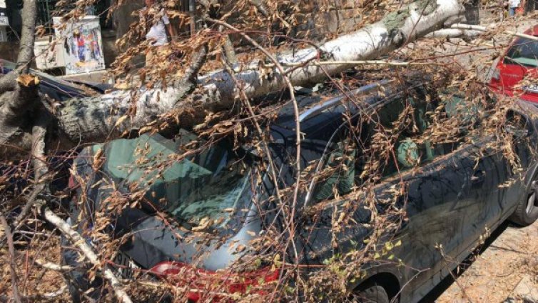 Изсъхнало дърво помля две коли в центъра на София