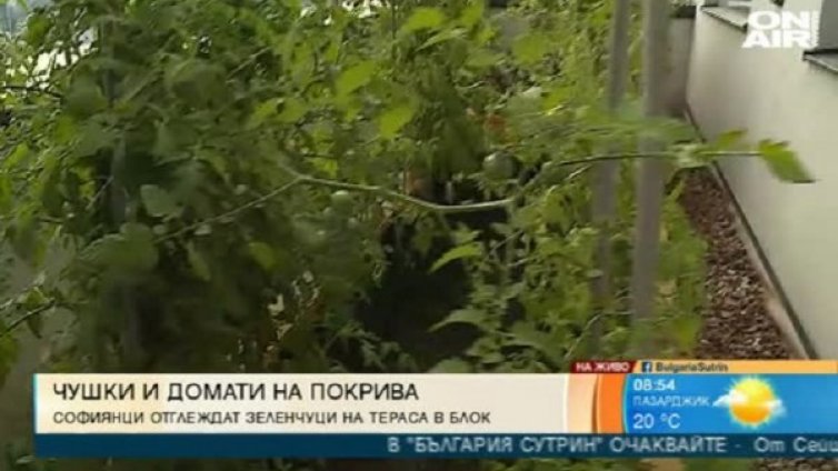 Обратно към природата &ndash; чушки и домати на покрива на хотел!
