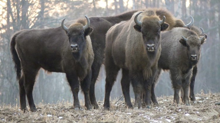 Пуснаха девет зубъра в дивата природа в Източните Родопи