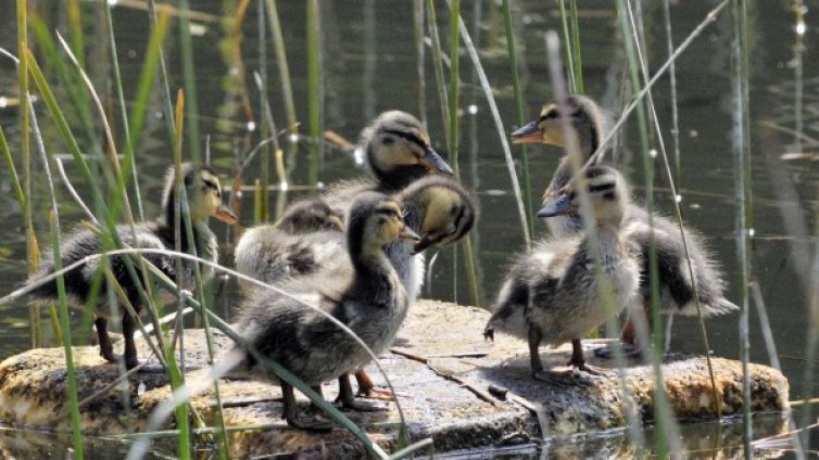 Септември: Още един парк &ndash; част от "Въртопо" готов!