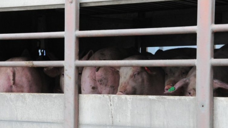 Африканската чума дойде, първото огнище в Провадийско