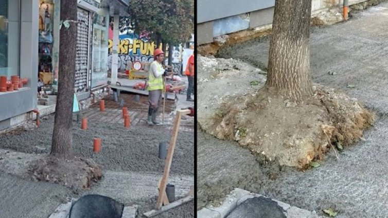 Г-жо Фандъкова, дали дърветата по "Графа" ще преживеят мандата Ви?