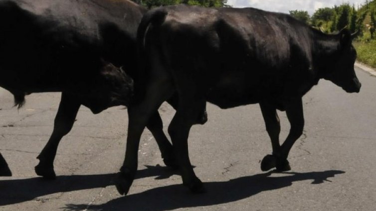 Пожарникари спасиха стадо животни. Били във воден капан