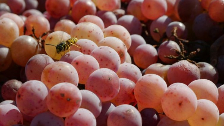 Есенните плодове поевтиняват, краставици и чушки &ndash; нагоре