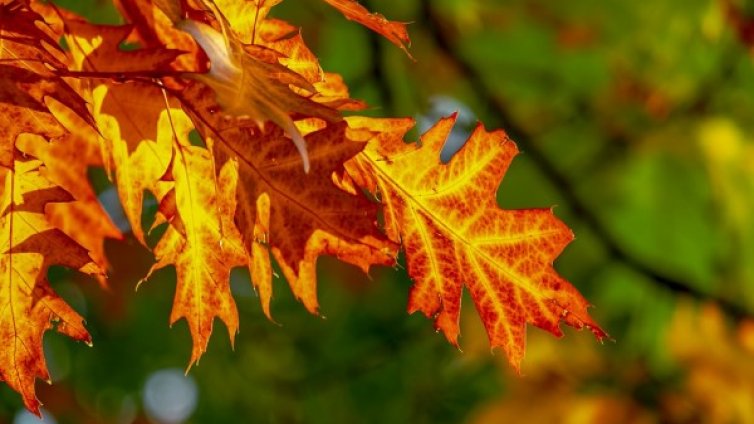 Зимата ще чака! Идва циганско лято &ndash; в края на седмицата над 20&deg;C