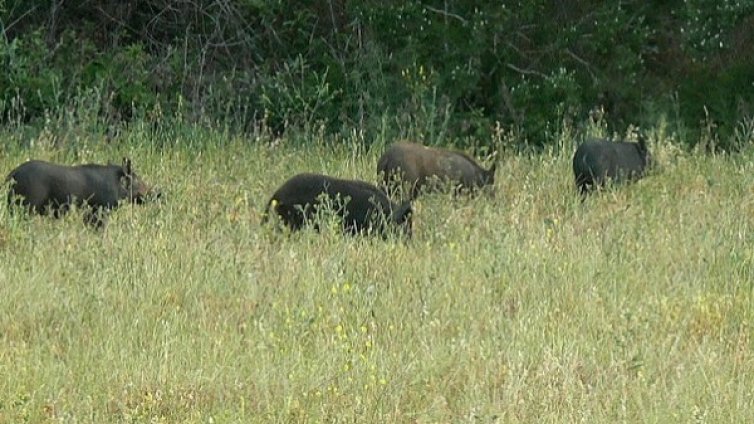 Първи случай на африканска чума - при дива свиня 