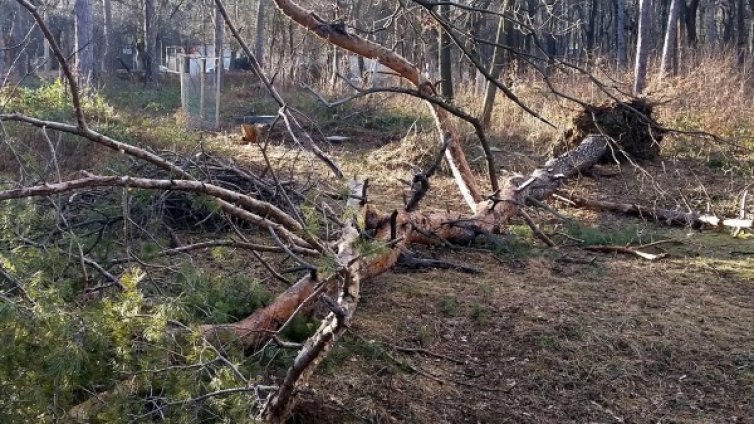 Ураганен вятър събори дървета и клони в Русенско