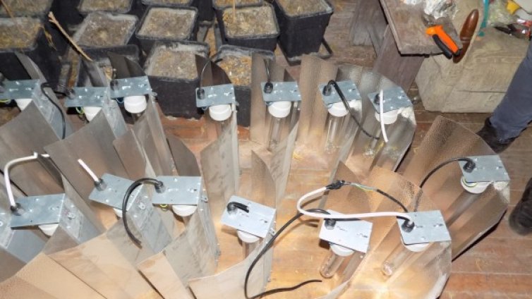 МВР разкри домашна оранжерия за марихуана в Костинброд