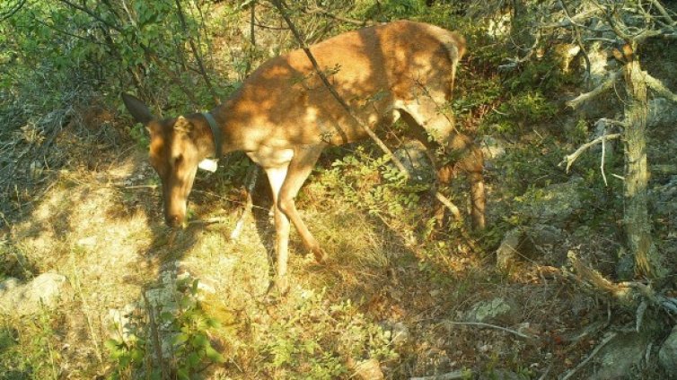 Бракониери убиха благороден елен край Свиленград 