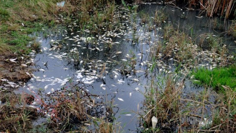 Откриха мъртва риба във водоем край Поморие