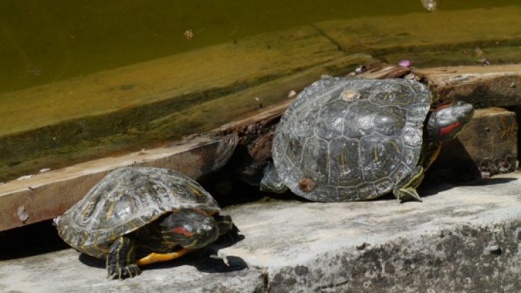 Задържаха защитени костенурки на Капитан Андреево