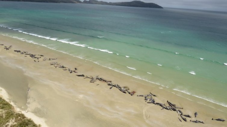 Масово самоубийство!? 145 делфина край Нова Зеландия