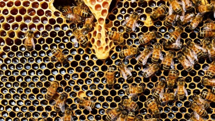 За 2018: Добили сме с 60% по-малко мед