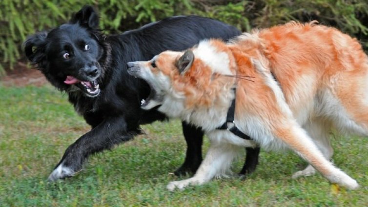 Да те нападнат собствените ти кучета... до смърт