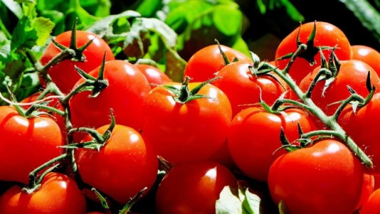 Сочен, вкусен, пресен... лютомат?! Новост в генното инженерство!