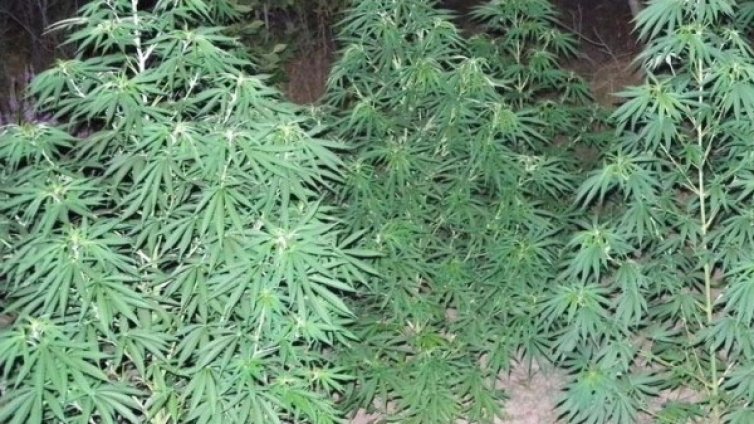 В Испания конфискуваха 2,7 т канабис, 22-ма в ареста