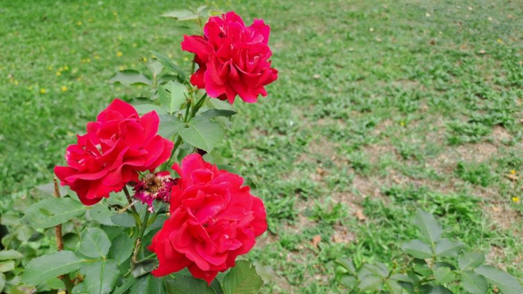 Слънчево и малко по-топло ще е днес