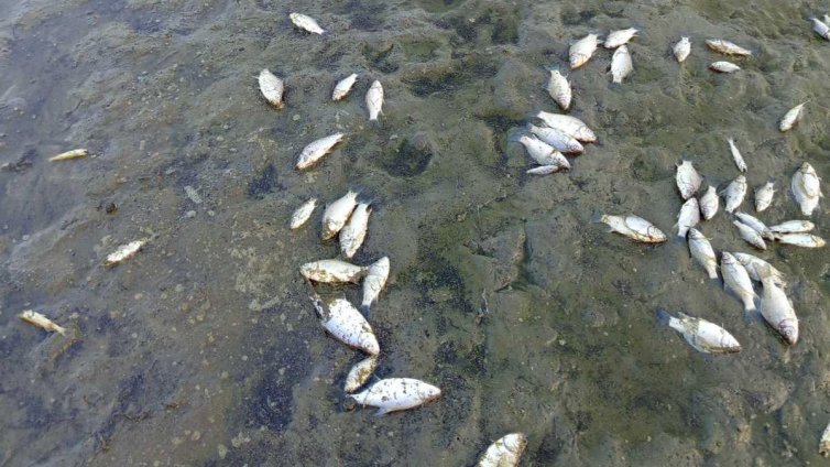 Мъж уморил 1,5 тона дъгова пъстърва на стойност 582 хил. евро