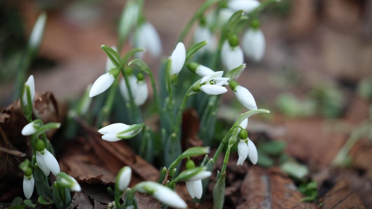 Януари 2026 г. е сред 5-те най-топли в историята въпреки студените вълни
