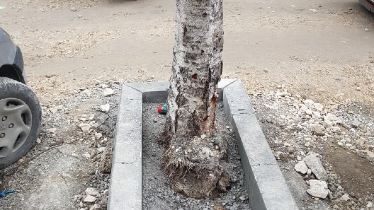 Гледка: Работници бетонираха дърво във Варна!?