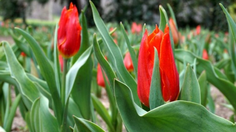 Слънцето ще ни радва през уикенда, неделята &ndash; пролетна