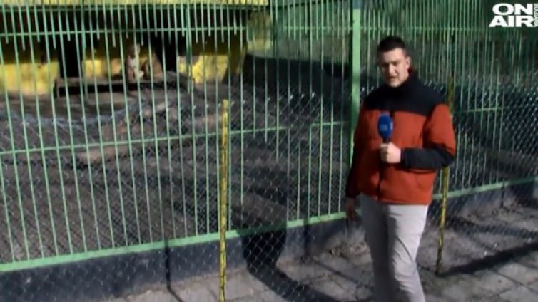Свиха метални заграждения от клетка на лъвове