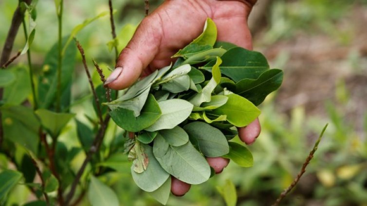 Емигрантска съдба: Венецуелци в плантациите за кока в Колумбия