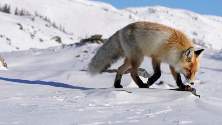  Хората от бронзовата епоха отглеждали лисици 
