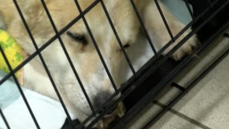 Певицата &ndash; оперирана, мокра и обляна в кръв... Едно вече спасено куче