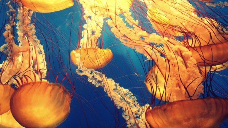 Учени отговориха на въпроса как се е зародил животът в океаните