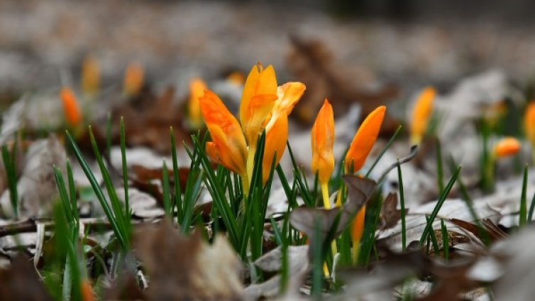 Пролетно време: 21&deg;C са измерени в Ново село и Видин
