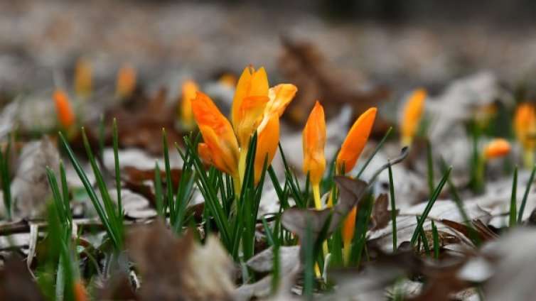 Пролетно настроение: Слънчево с температури до 24&deg;