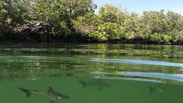 Заради околната среда: Преждевременна смърт на милиони до 2050