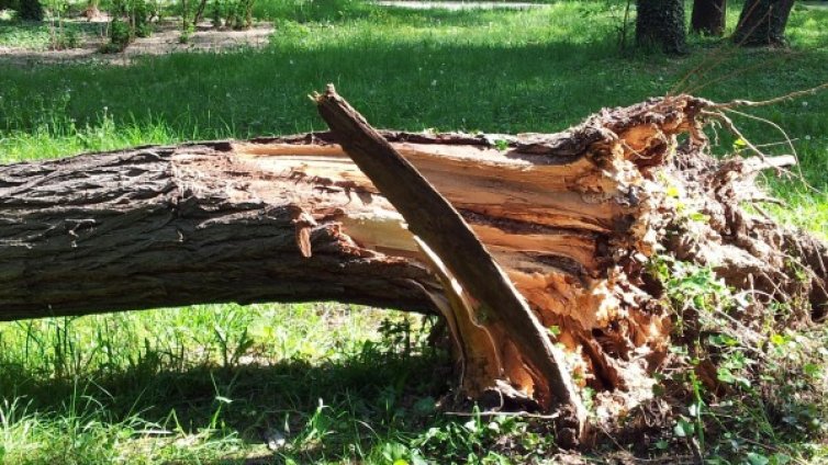 Работник загина, ударен от дърво в Котленско