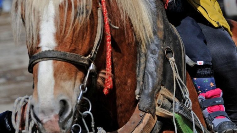 За Тодоровден: Разследват жесток побой над коне в Русе