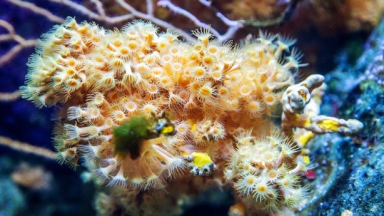 Откриха коралов риф край Италия