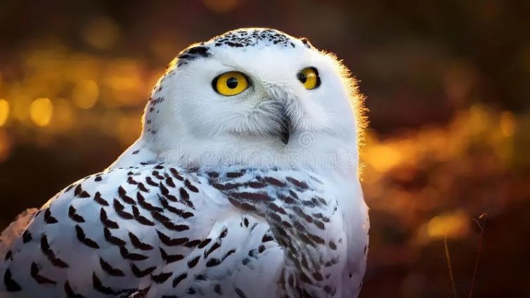 Сова, акула, хиена - защитиха още 40 животински вида 